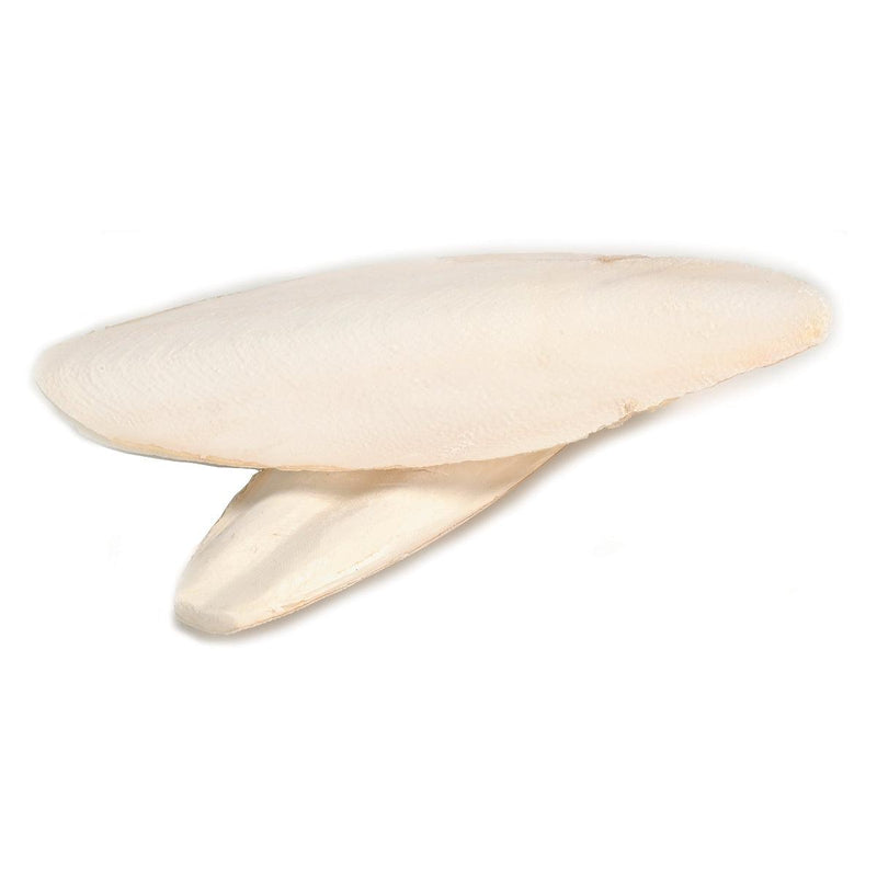 Cuttlefish Bone Box Of 6 - Otto Frei